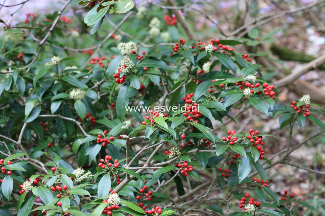 Skimmia japonica subsp. reevesiana