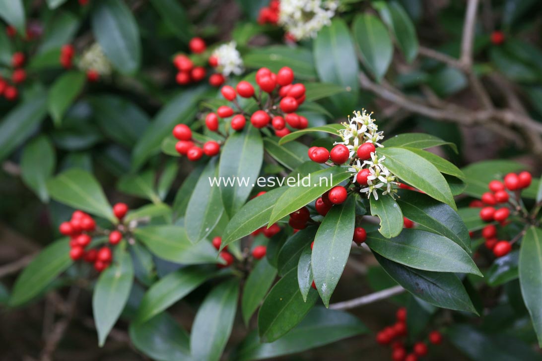 Skimmia japonica subsp. reevesiana