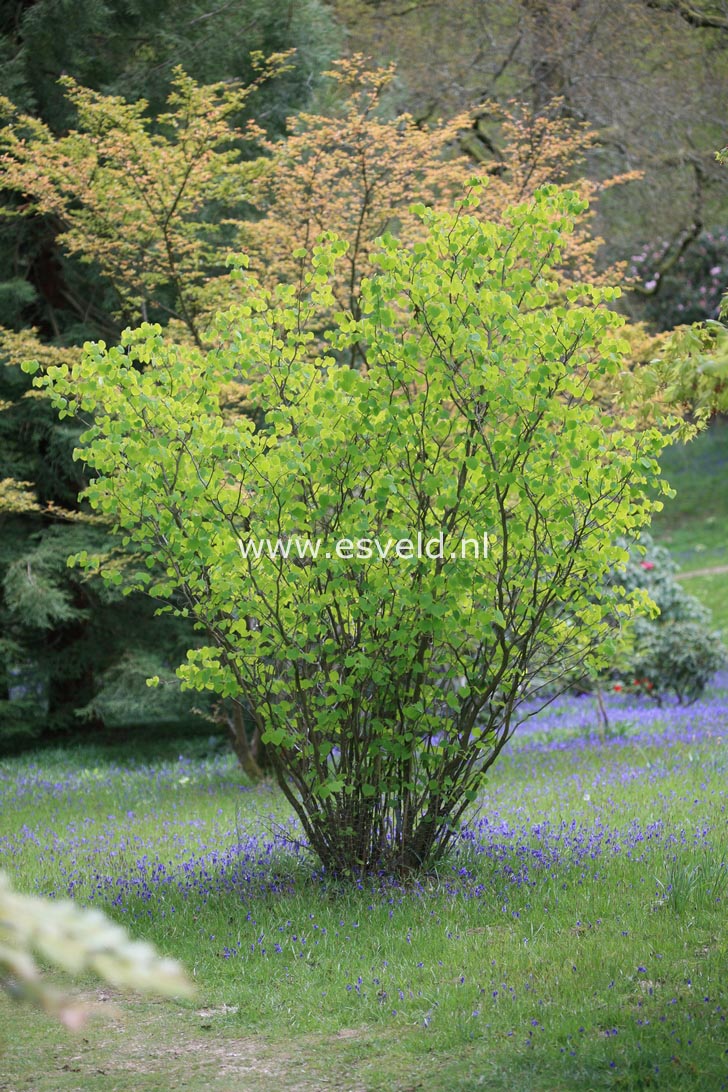 Disanthus cercidifolius