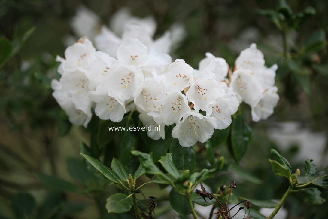 Rhododendron anwheiense