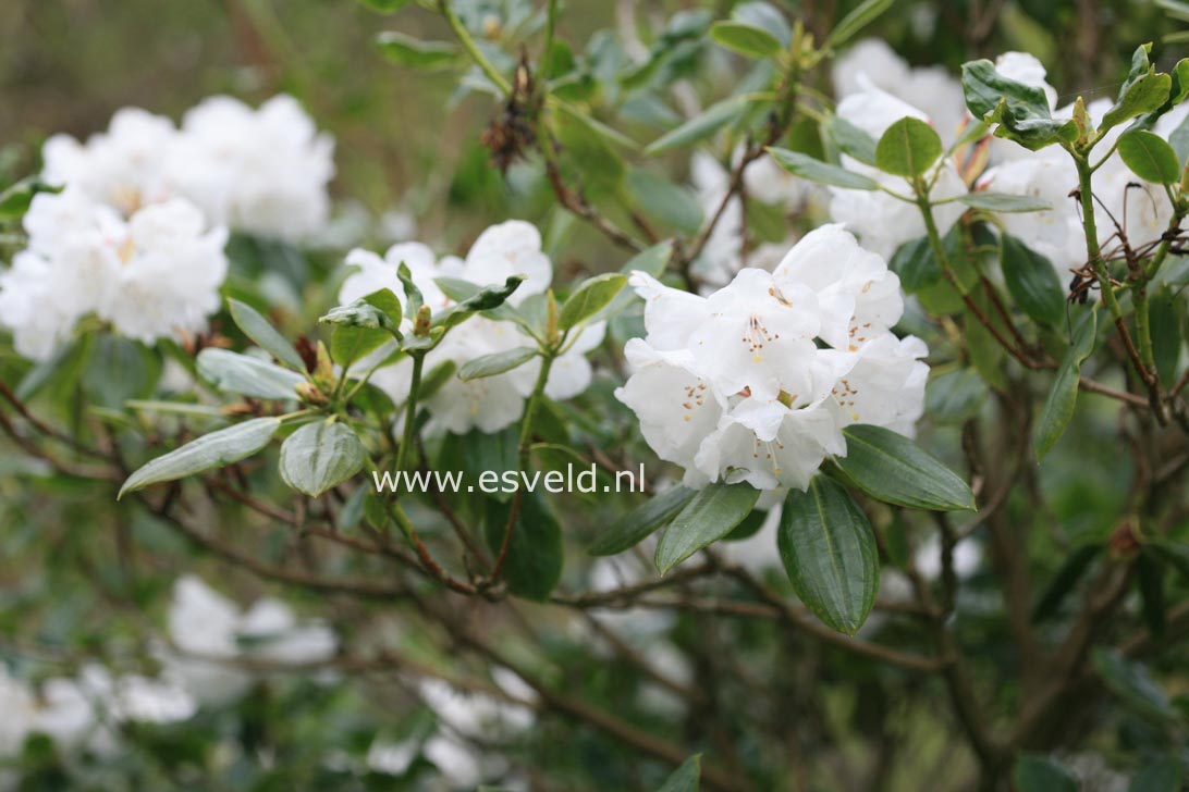 Rhododendron anwheiense