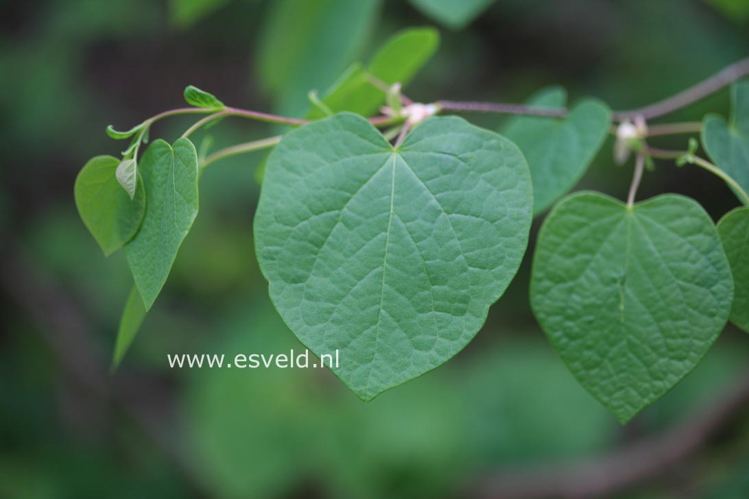 Disanthus cercidifolius