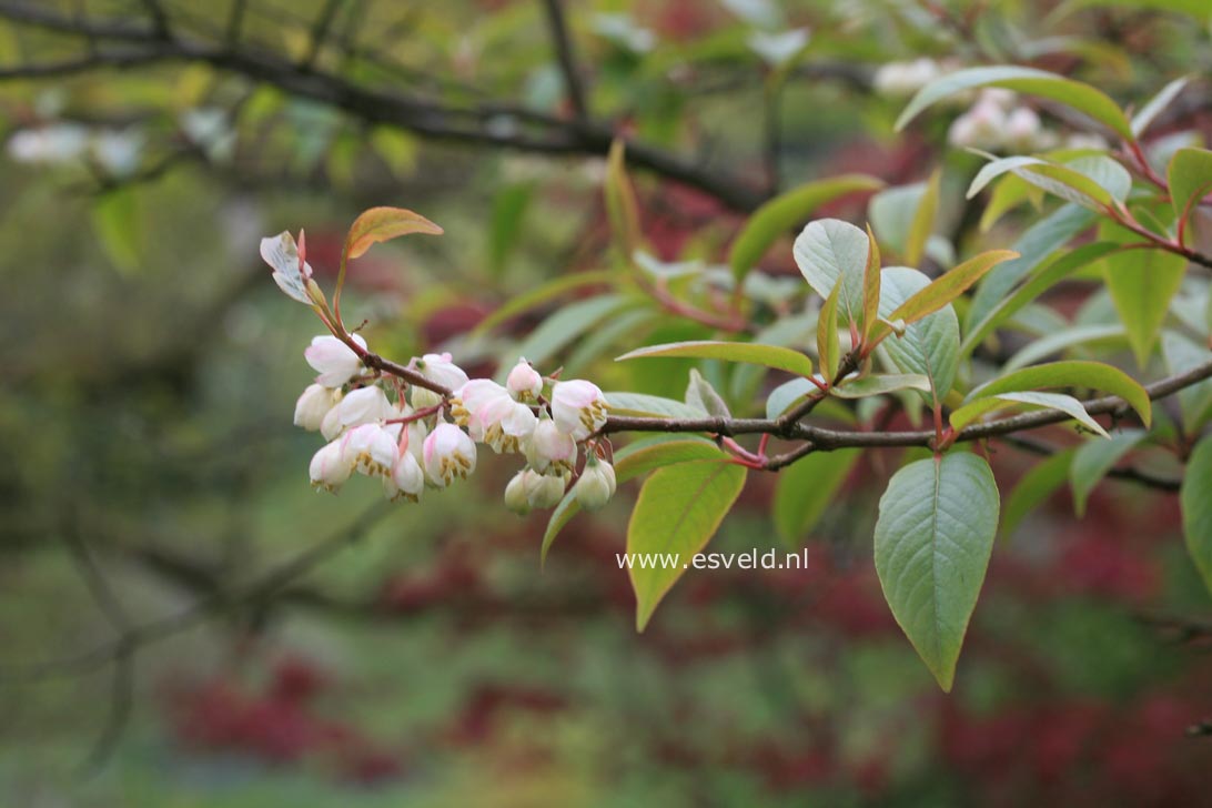 Rehderodendron macrocarpum