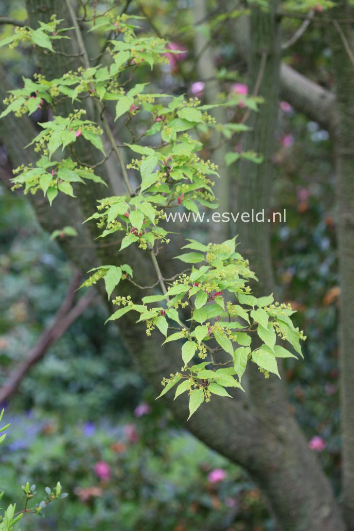 Acer davidii 'Rosalie'