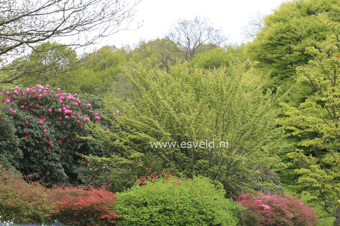 Acer davidii 'Rosalie'