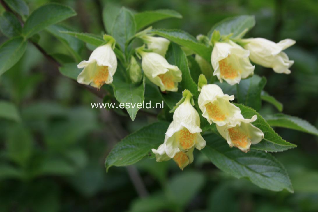 Weigela middendorffiana