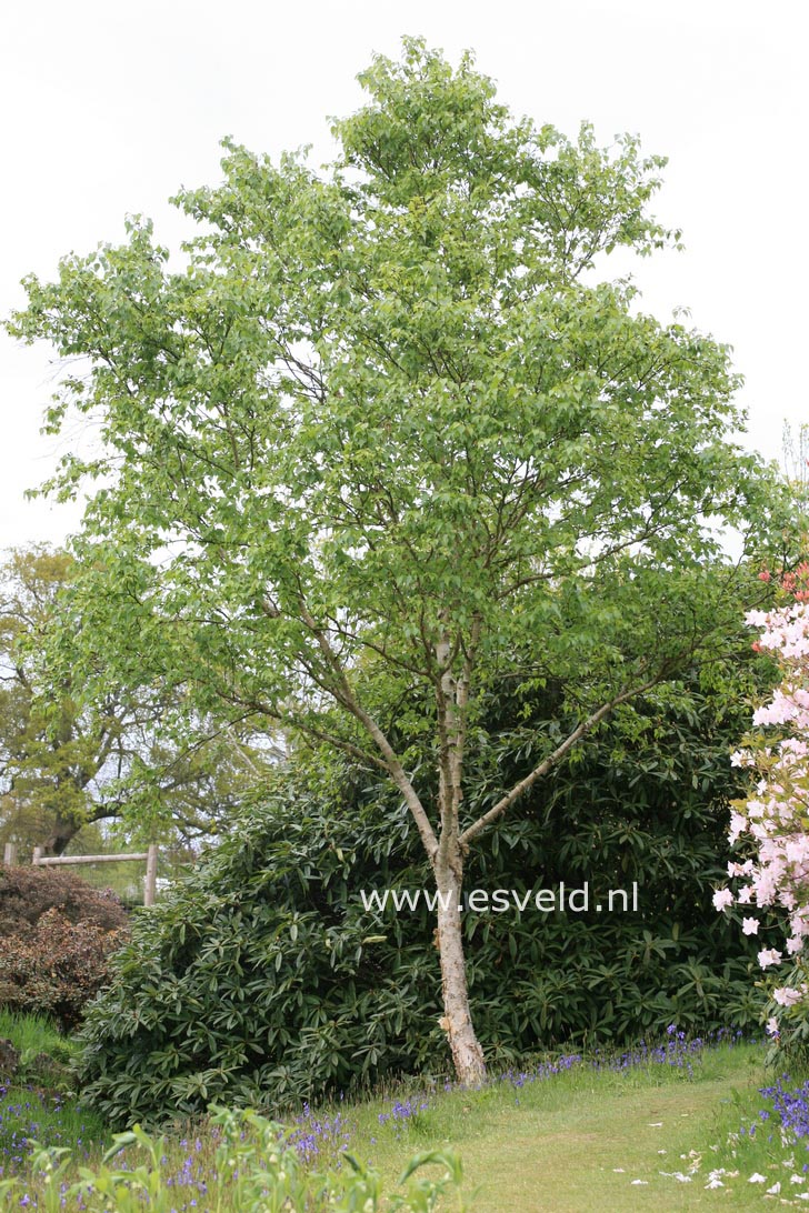 Betula ermanii