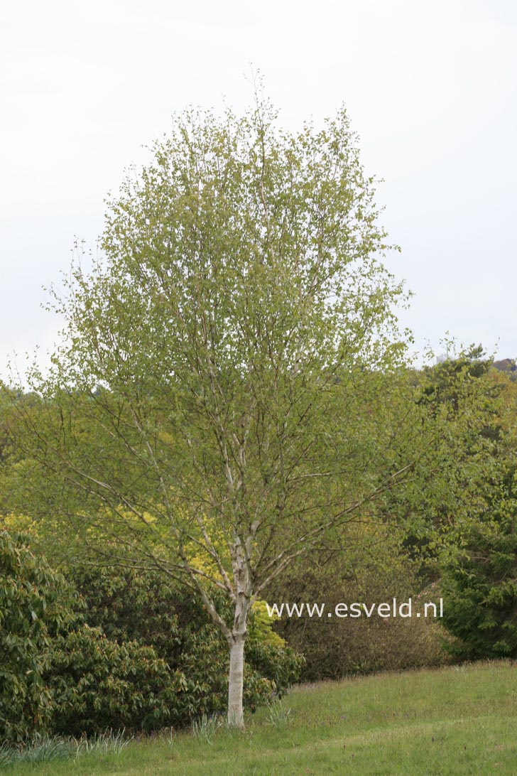 Betula utilis 'Doorenbos'