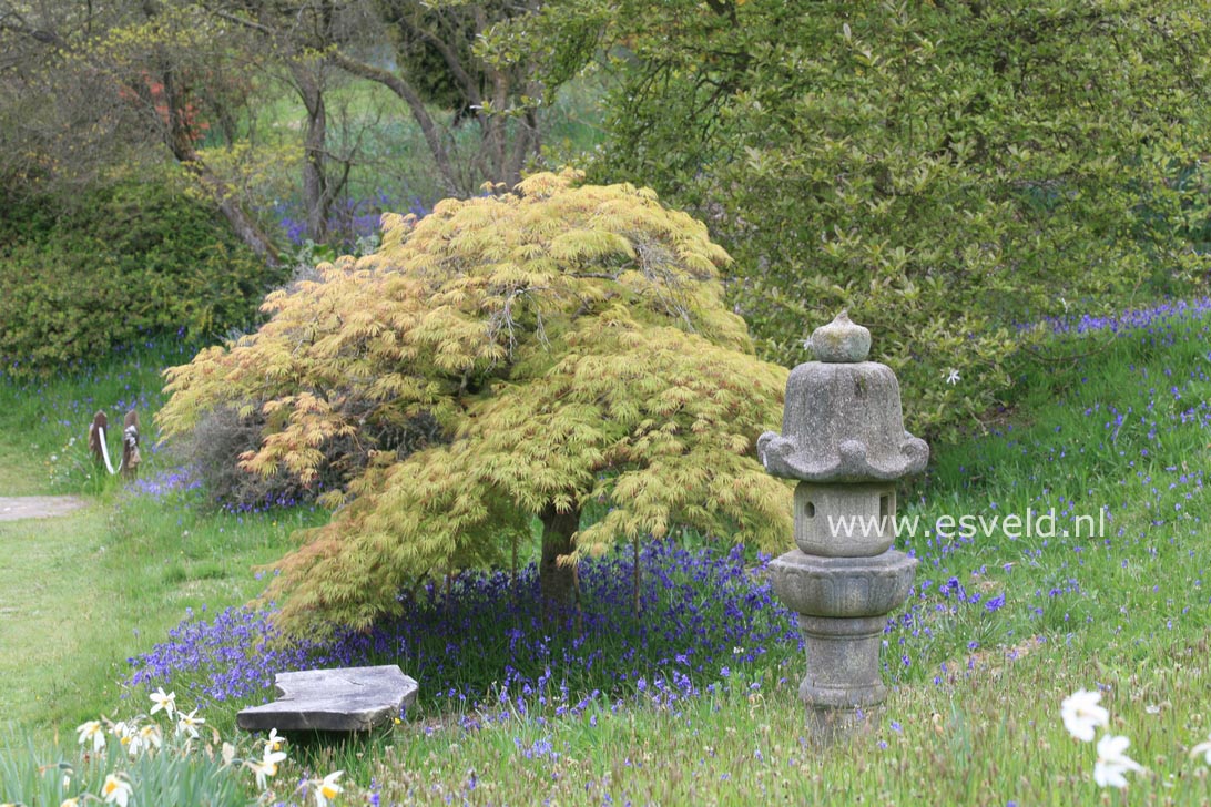 Acer palmatum 'Dissectum Rubrifolium'