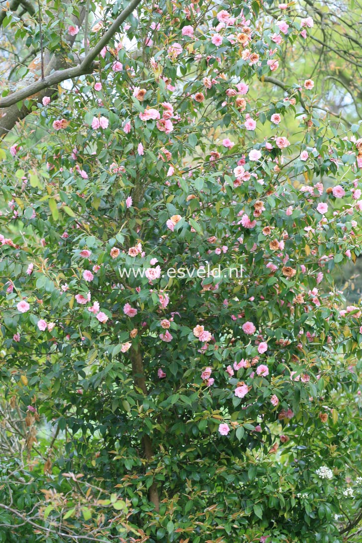 Camellia japonica 'Spring Festival'