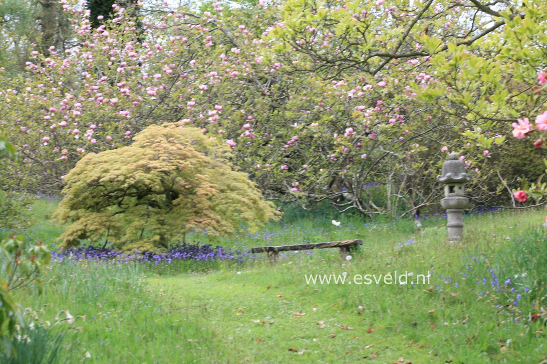 Acer palmatum 'Dissectum Rubrifolium'