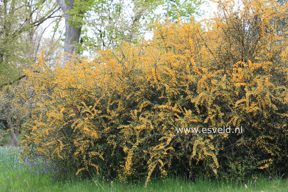 Berberis stenophylla