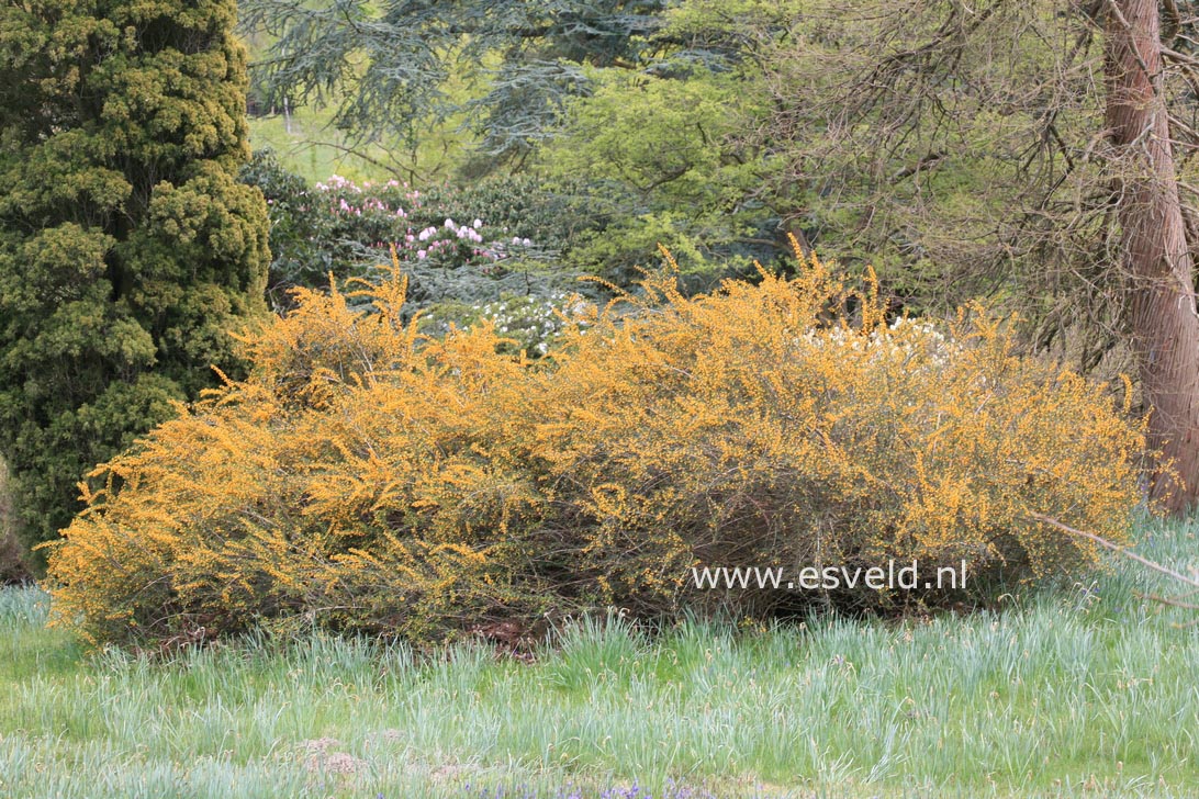 Berberis stenophylla