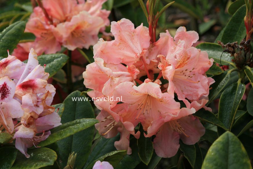 Rhododendron 'Olga'