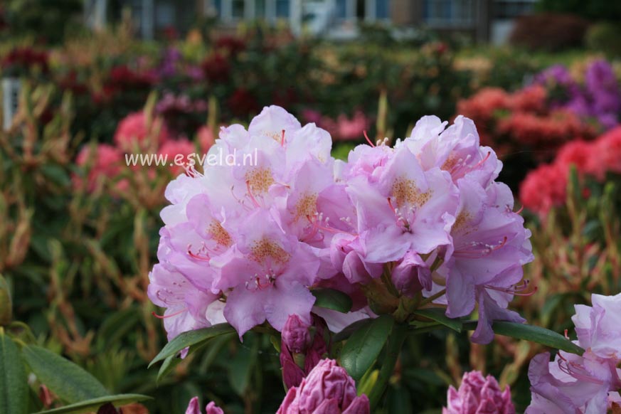 Rhododendron 'Gloriosum'