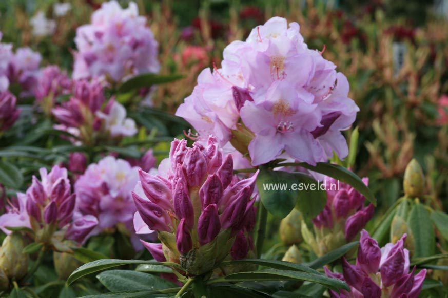 Rhododendron 'Gloriosum'