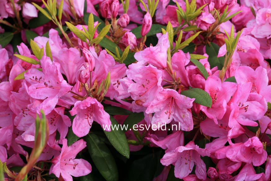 Rhododendron 'Jocking'