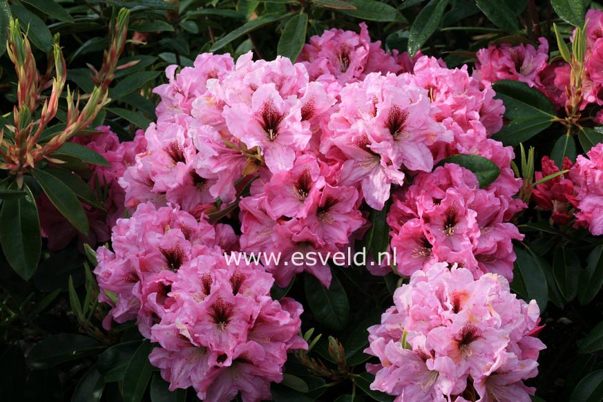 Rhododendron 'Ben Moseley'