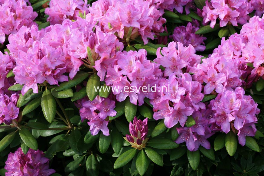 Rhododendron 'Boursault'