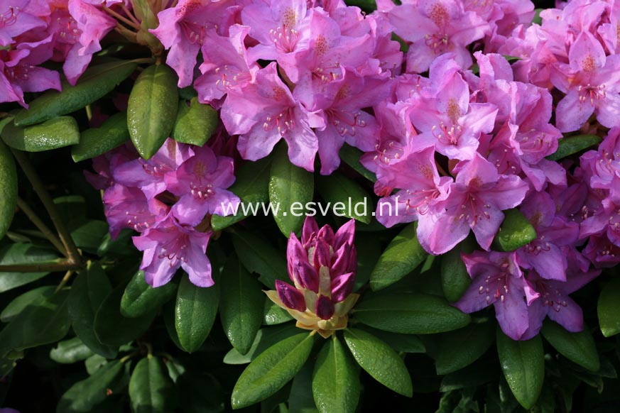 Rhododendron 'Boursault'