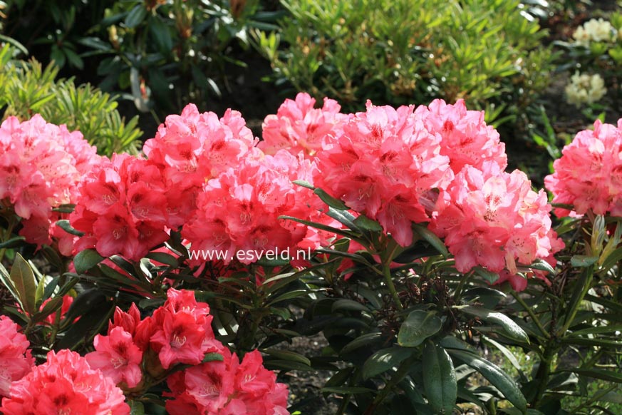 Rhododendron 'Sneezy'