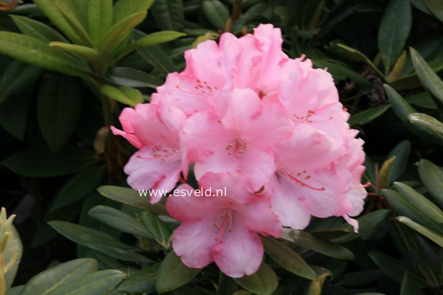 Rhododendron 'Papageno'