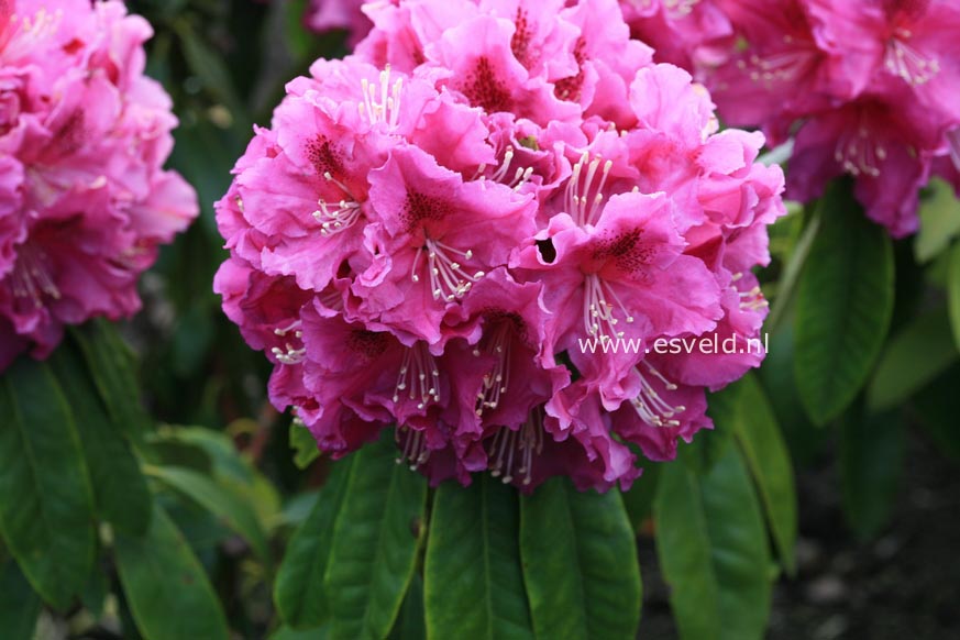 Rhododendron 'Lilofee'