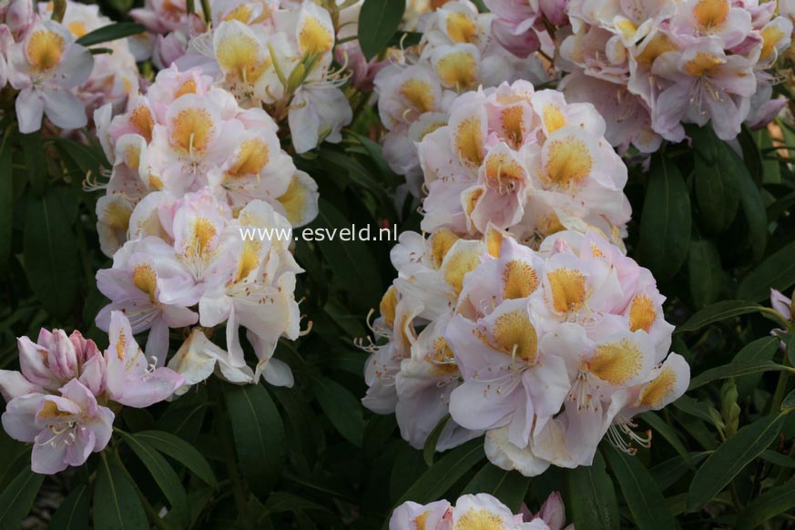 Rhododendron 'Mrs. J.G. Millais'