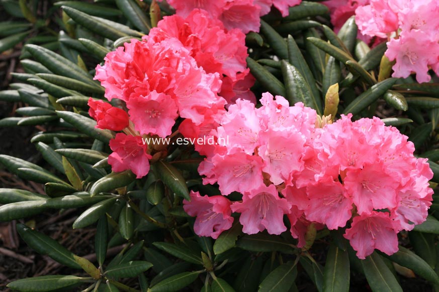 Rhododendron 'Ninotschka'