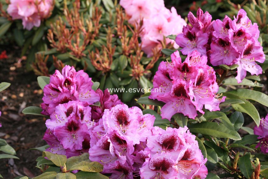 Rhododendron 'Pfauenauge'