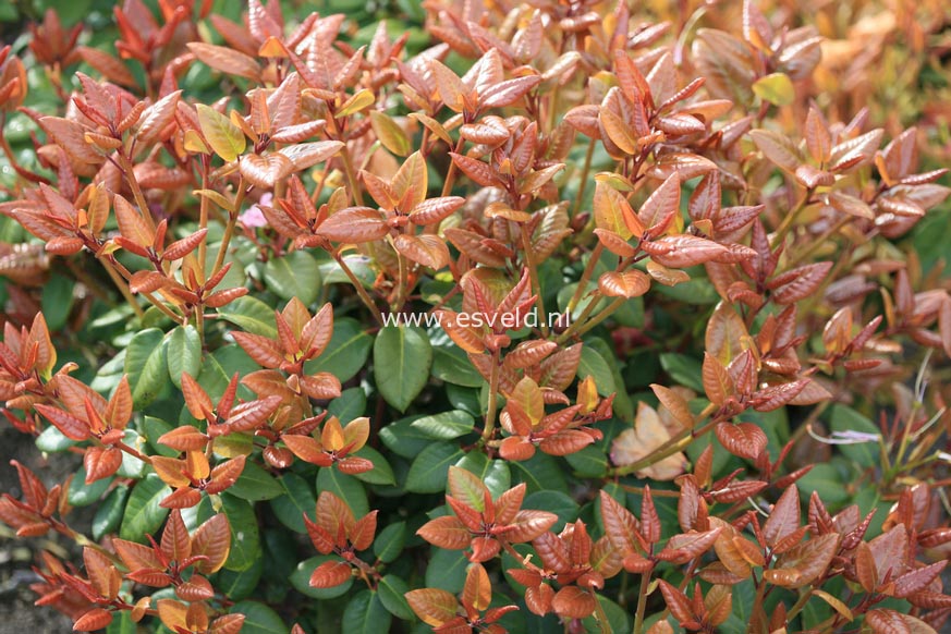 Rhododendron 'Stockholm'