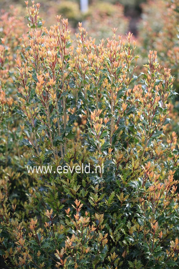 Osmanthus heterophyllus 'Gulftide'