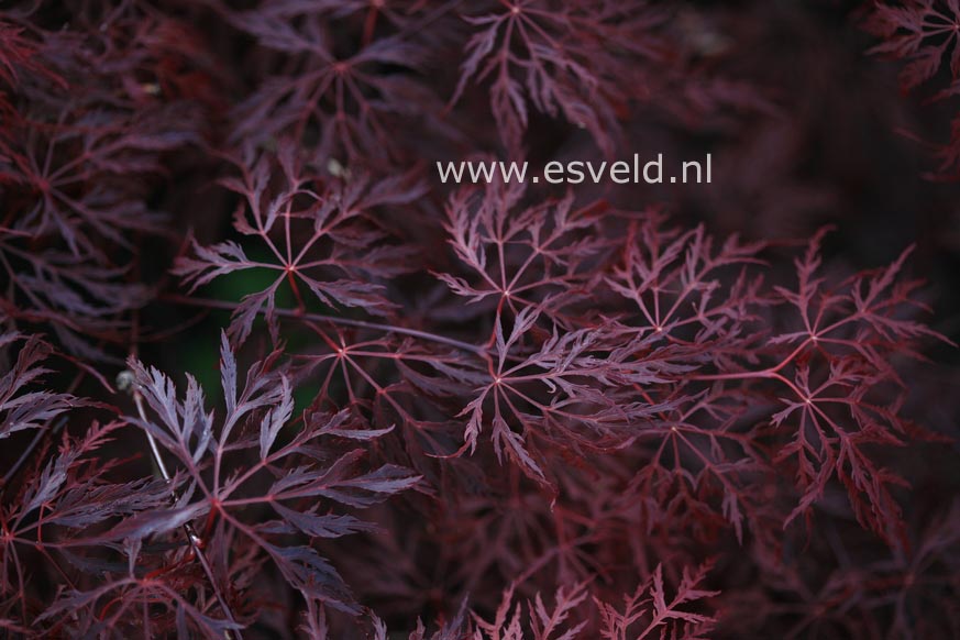 Acer palmatum 'Mischa'