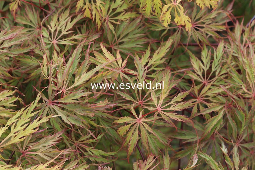 Acer palmatum 'Red Flame'