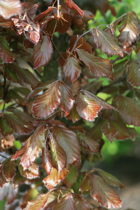 Fagus sylvatica 'Rohan Pyramid'