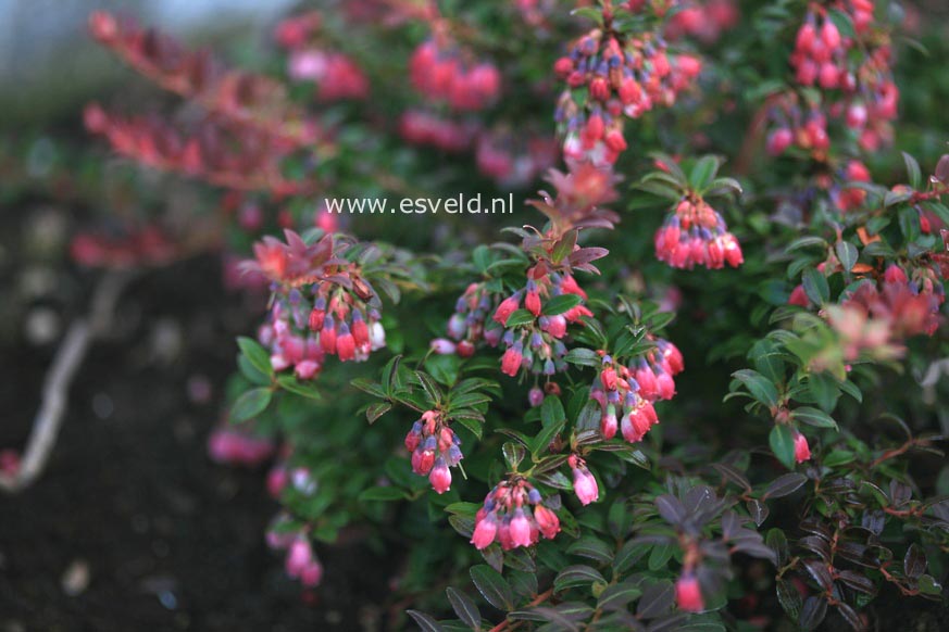 Vaccinium floribundum