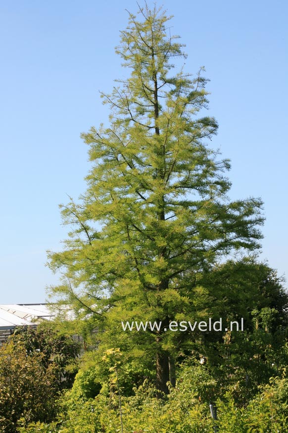 Taxodium distichum