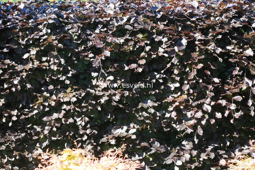 Fagus sylvatica 'Atropunicea'