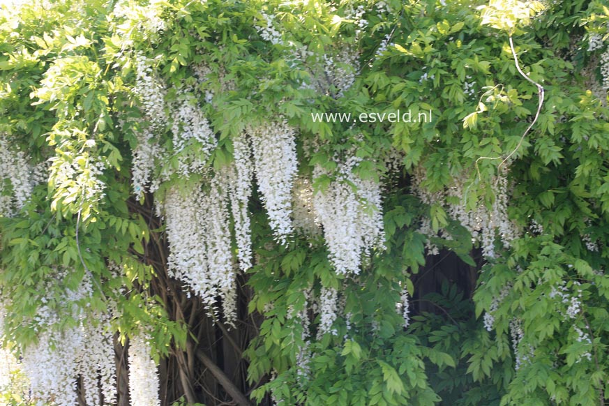 Wisteria floribunda 'Shiro noda'