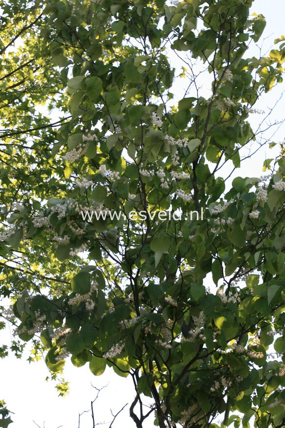 Styrax obassia