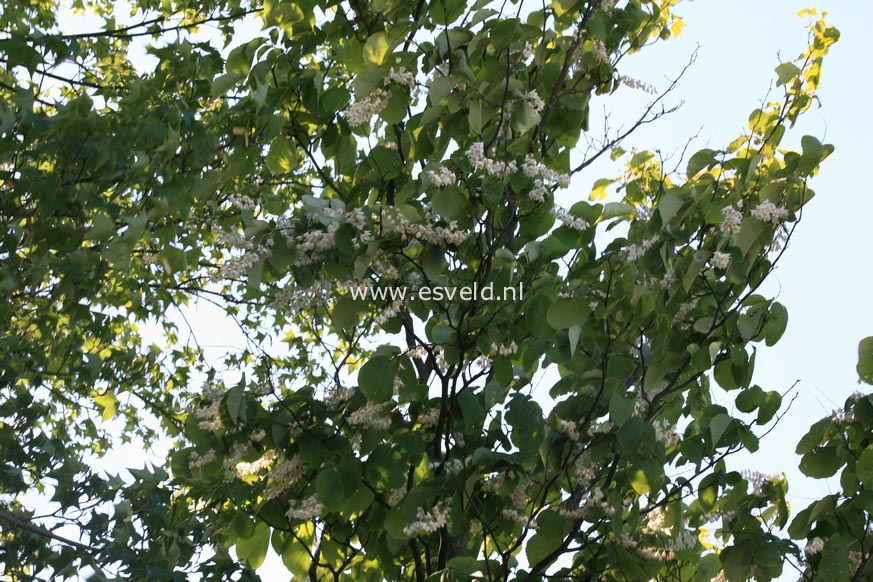 Styrax obassia