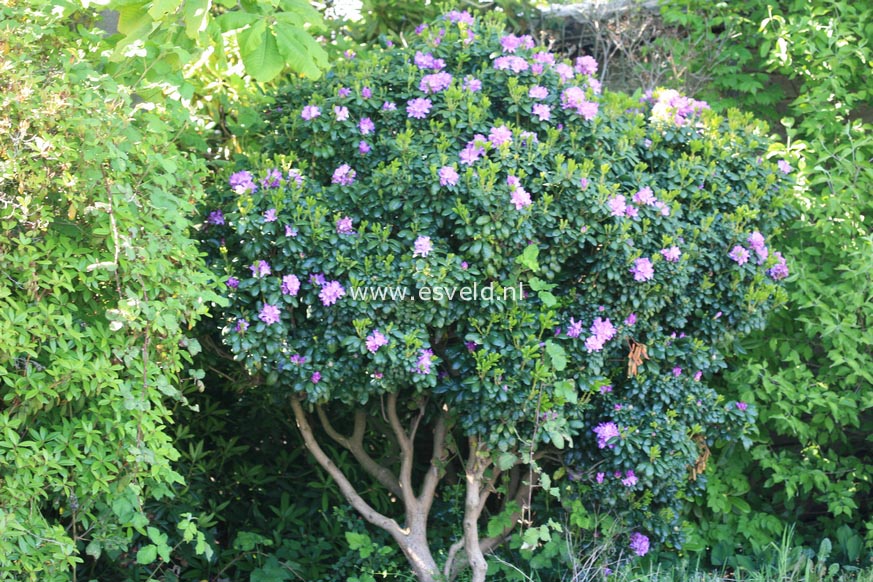 Rhododendron ponticum 'Imbricatum'