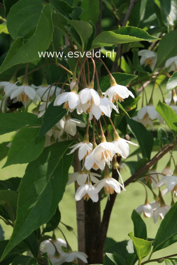 Styrax japonicus 'Snowfall'