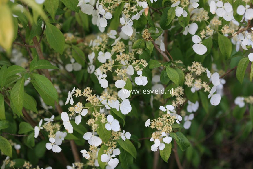 Hydrangea scandens luteovenosa