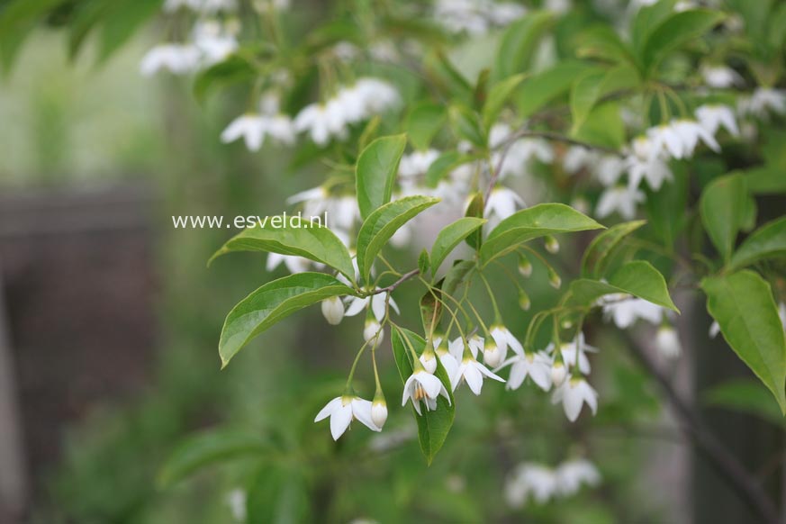 Styrax hookeri var. yunnanensis