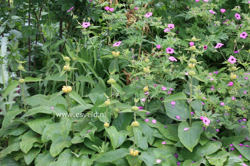 Phlomis russeliana