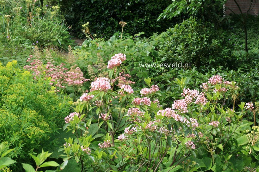 Kalmia latifolia