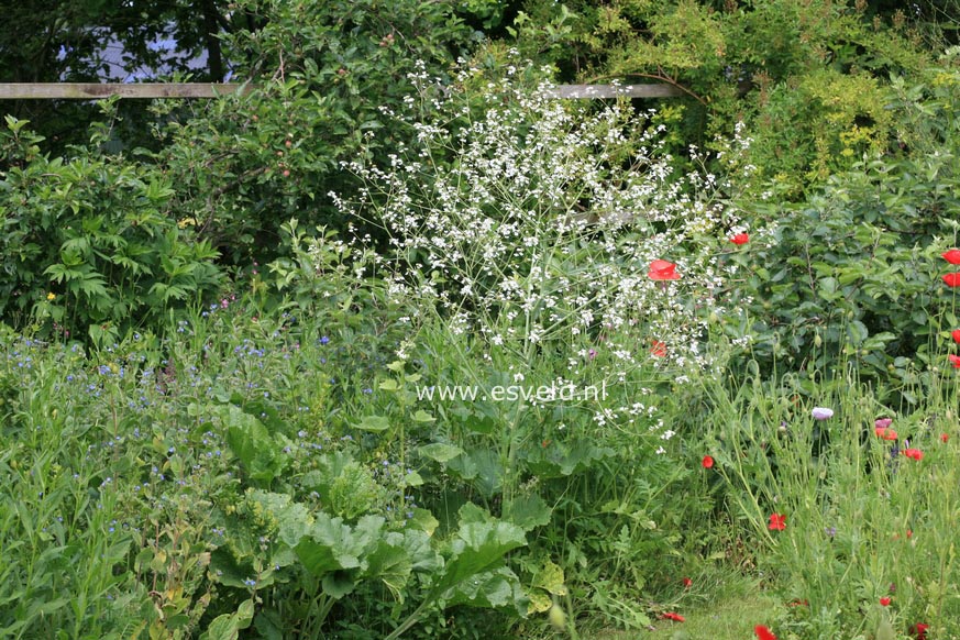 Crambe cordifolia