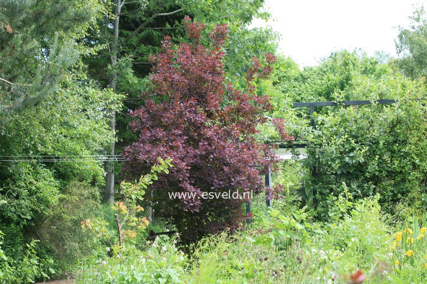 Cotinus coggygria 'Royal Purple'