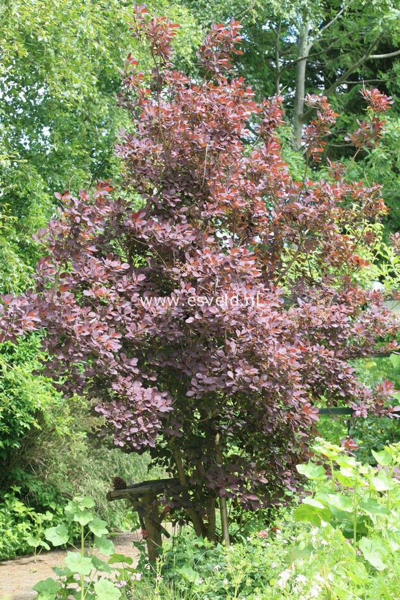 Cotinus coggygria 'Royal Purple'